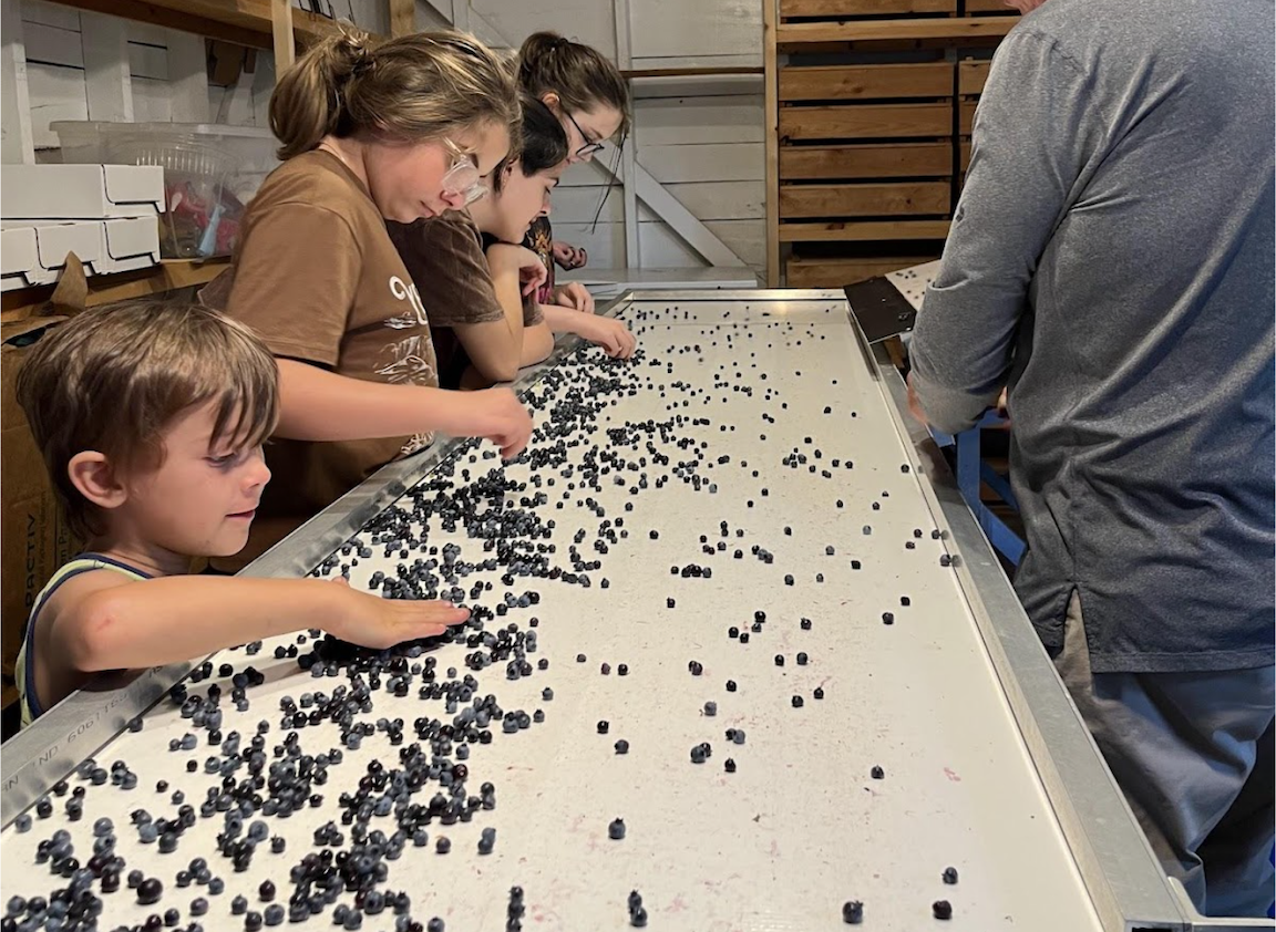 Four children stand on the side of a large rectangular metal tray that is holding some blueberries. They are sorting through the blueberries with their hands.