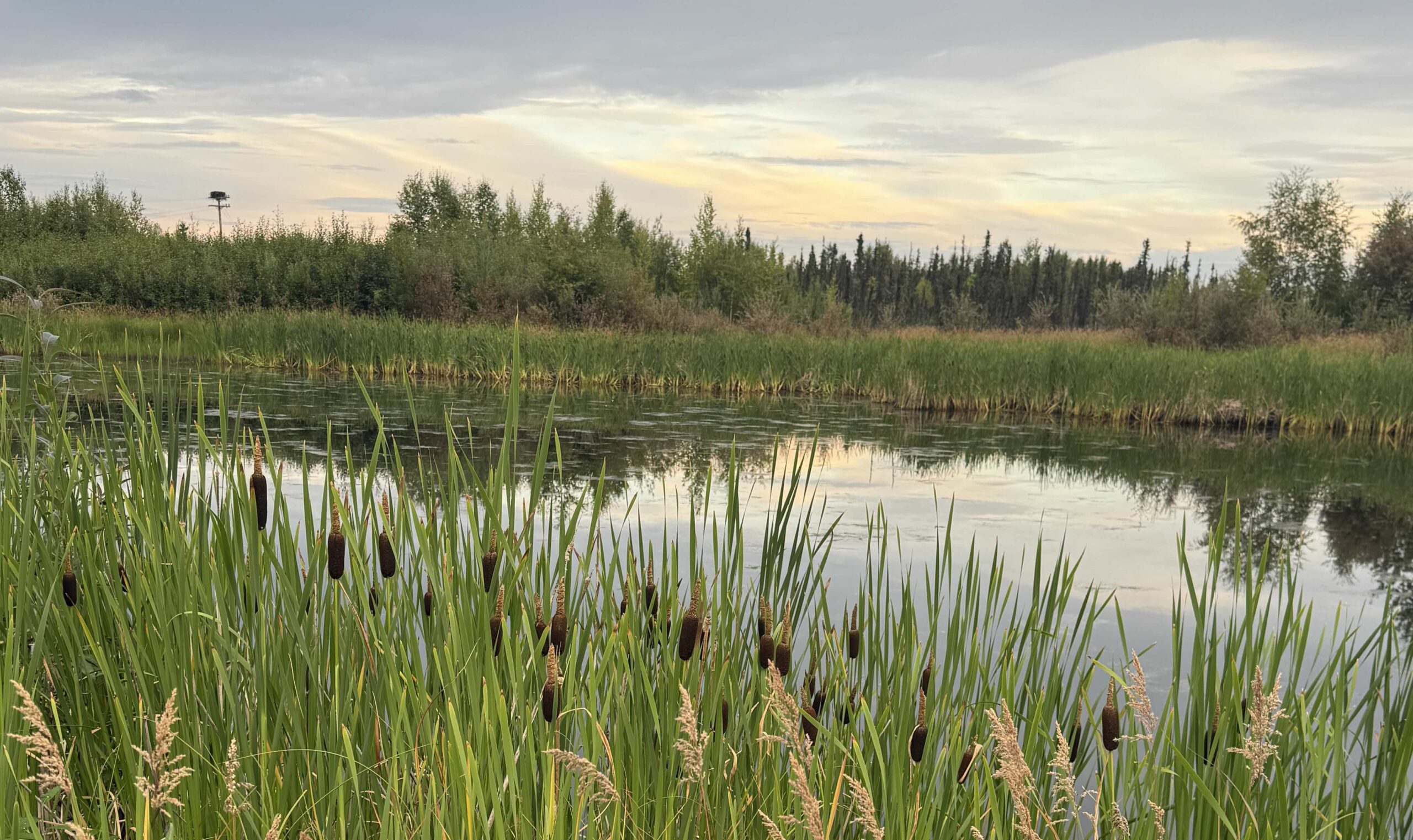 Photo of cattails in front of a calm pond with cloudy skies in the background.